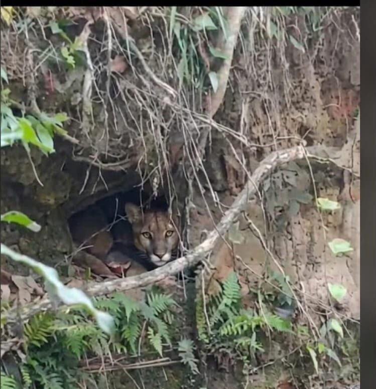 Uma onça foi flagrada por câmeras de segurança circulando por uma chácara na zona rural de Betim, na Região Metropolitana de Belo Horizonte. Nas imagens é possível ver o felino se aproximando. Ele segue e com muita velocidade, consegue pegar pelo pescoço um pato. As demais aves fogem (veja o vídeo acima).
Segundo um morador que enviou as imagens, essa não foi a primeira vez que a onça apareceu na propriedade. Ele contou que o animal tem sido visto com frequência na região.
O Corpo de Bombeiros foi acionado e informou que a área onde a onça foi flagrada faz parte do ambiente natural do animal. De acordo com os militares, o felino se aproxima das propriedades em busca de alimento e depois retorna à área de mata.
Ainda segundo os bombeiros, o Ibama e a Polícia Militar de Meio Ambiente foram acionados para acompanhar a situação